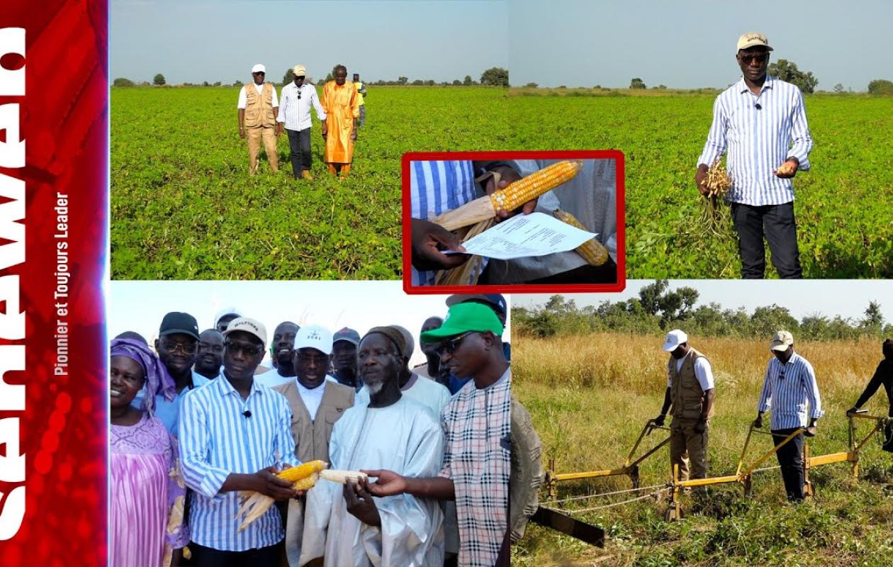 De la caserne aux champs de Goudiry : le pari agricole du colonel Ismaila Sarr