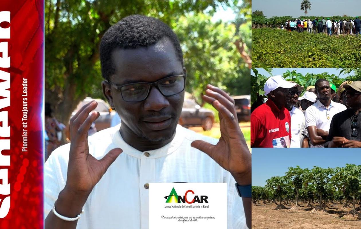 ANCAR : l’arme secrète du Sénégal pour réussir sa souveraineté alimentaire