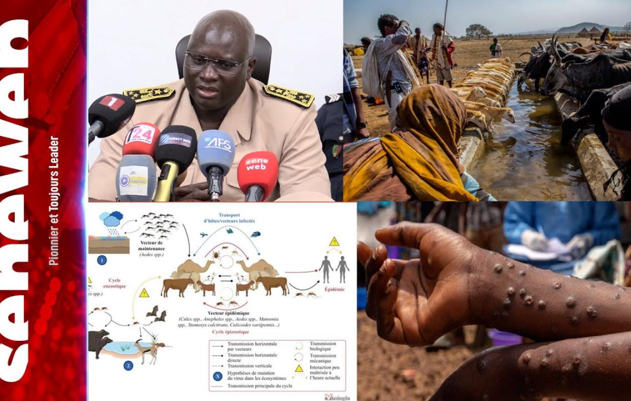 RIPOSTE CONTRE LA FIÈVRE DE LA VALLÉE DU RIFT A THIÈS : Des mesures d'urgence mises en place pour freiner la propagation de l'épidémie