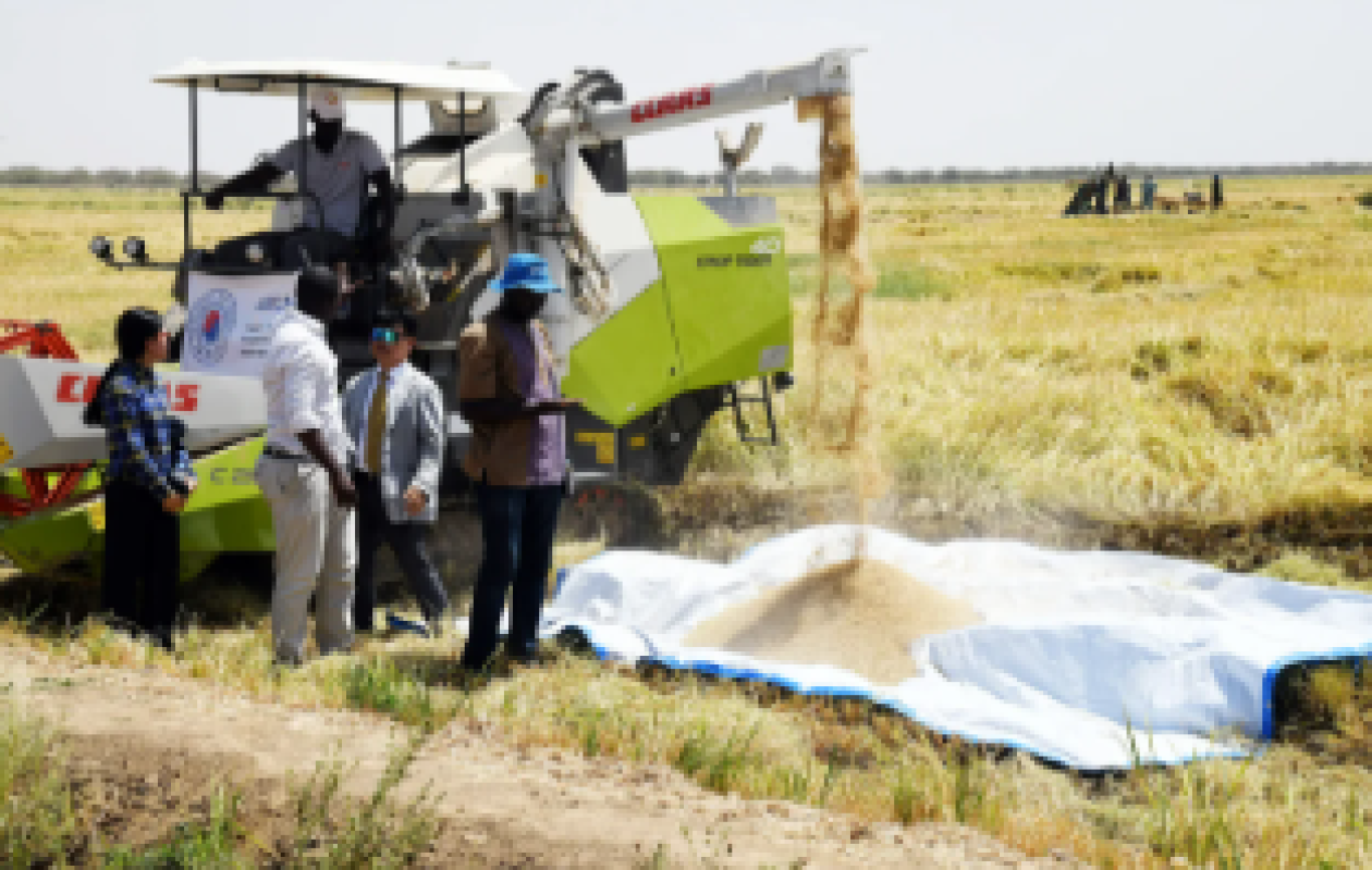 Agriculture : La mécanisation au cœur de la quête d’autosuffisance en riz