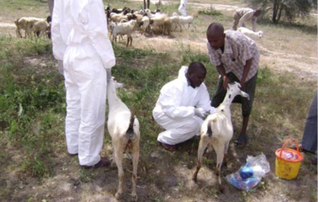 Velingara : Confirmation de Fièvre de la Vallée du Rift sur des chèvres à Saré Ndiobo
