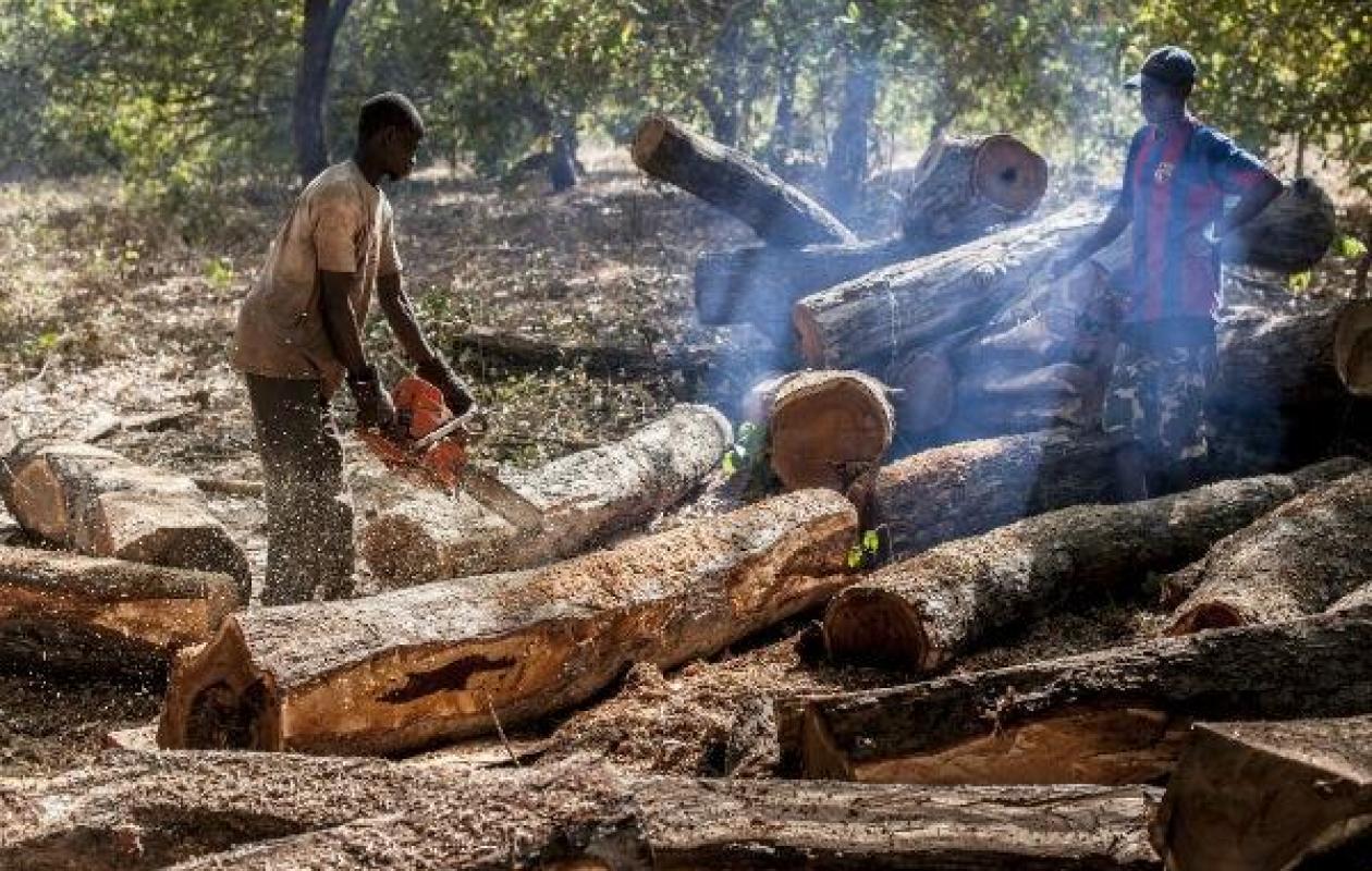Coupe illicite du bois à Kolda: 154 personnes interpellées par les agents des Eaux et forêts