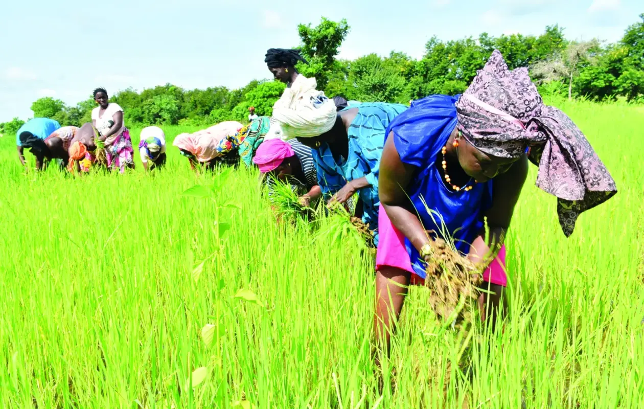 Campagne agricole 2025-2026 : Entre pluies prometteuses et vigilance sanitaire à Kédougou