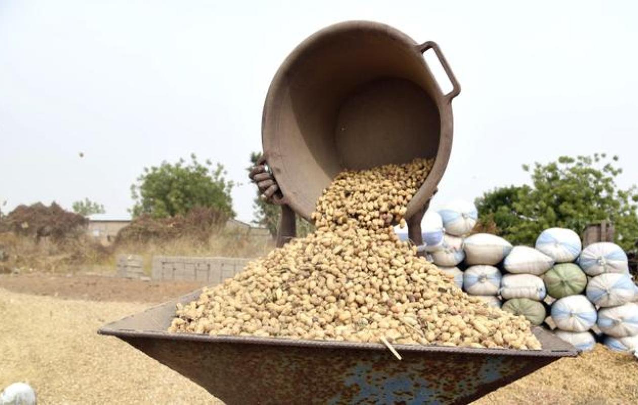 Kaolack : Concertations CNIA-producteurs au menu d'un atelier pour la campagne de commercialisation 2025