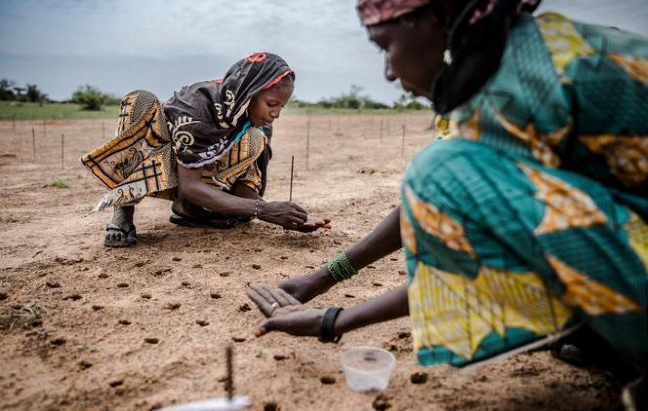 Les mirages verts du béton africain