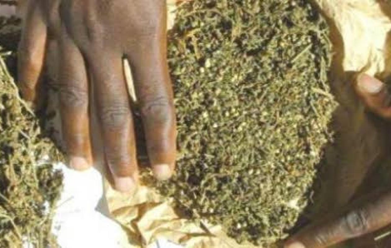 Grand-Dakar : 2 dealers arrêtés par la police avec 5 kg de chanvre indien