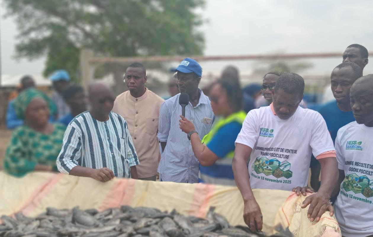 Une tonne de tilapias récoltée dans une ferme : L’ANA réaffirme la nécessité d’une station piscicole à Kaffrine pour alimenter la région en alevins