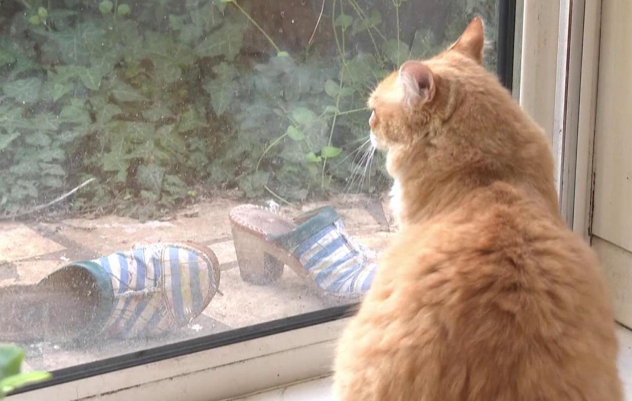 «ON MARCHE SUR LA TÊTE» : UN CHAT ASSIGNÉ À RÉSIDENCE APRÈS UN CONFLIT DE VOISINAGE