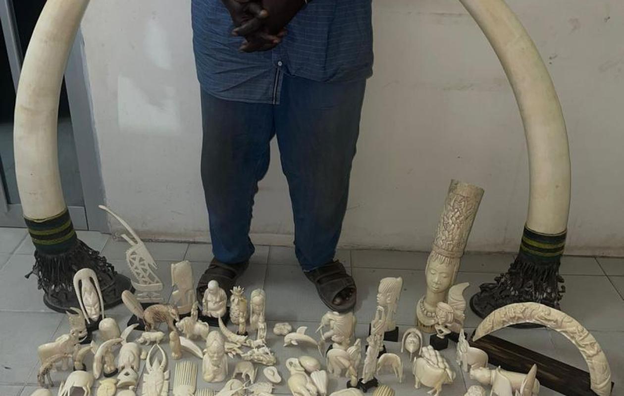 Criminalité faunique : 50 kg d’ivoire saisis à Dakar