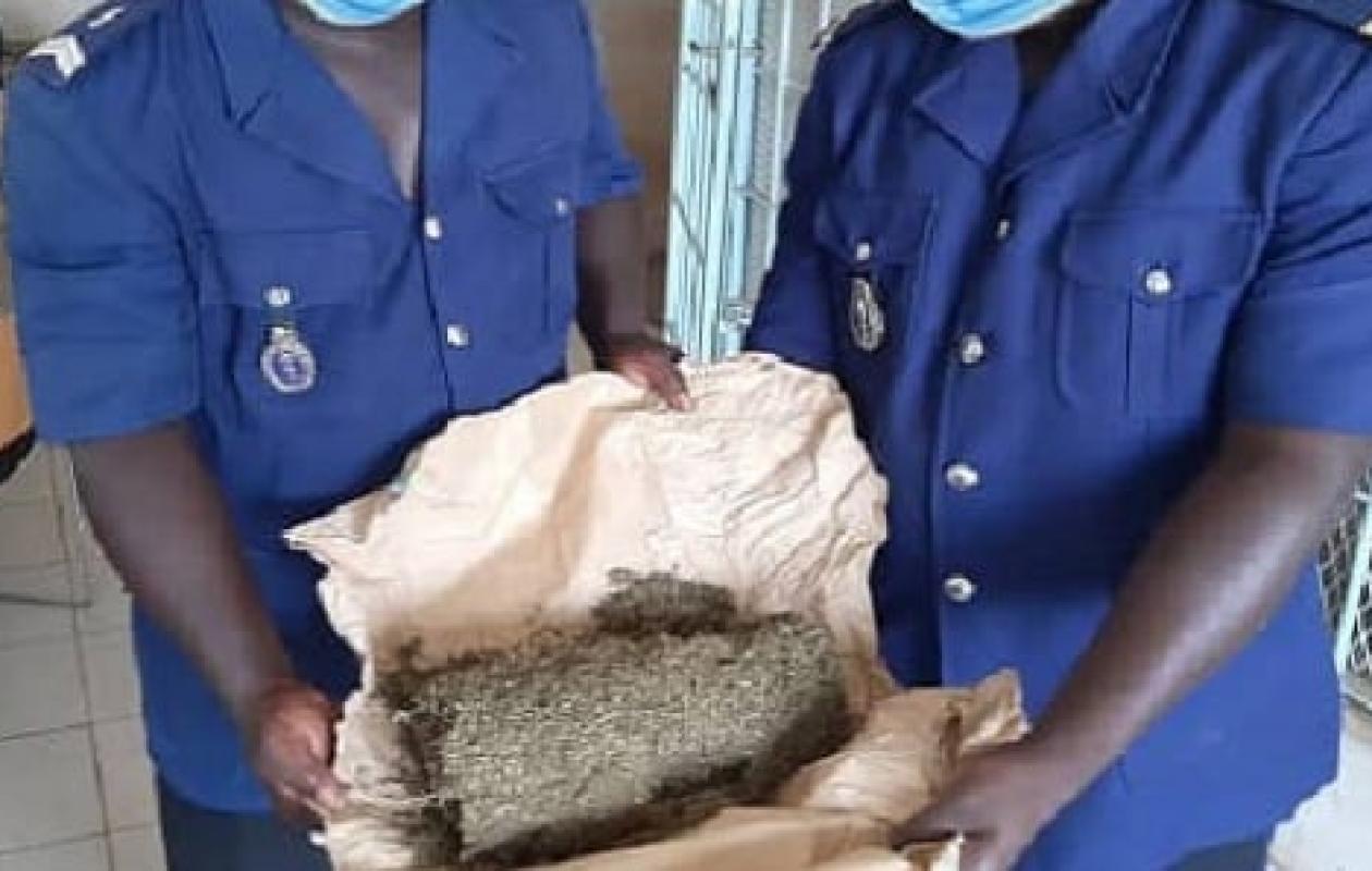 Kafountine : Plus de 100 kg de chanvre indien saisis par la gendarmerie