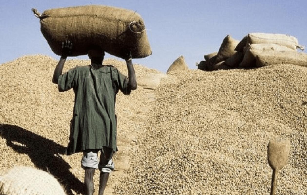 La campagne arachidière sénégalaise s’ouvre sous tension