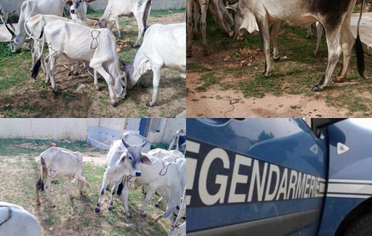 Fatick : La BR de Kaolack démantèle un gang qui avait volé 8 bœufs à un imam