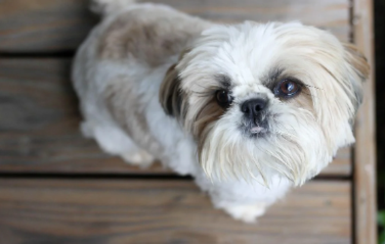 « Un gentil chien » : Un policier tire sur un Shih Tzu, son maître recevra 500.000 dollars