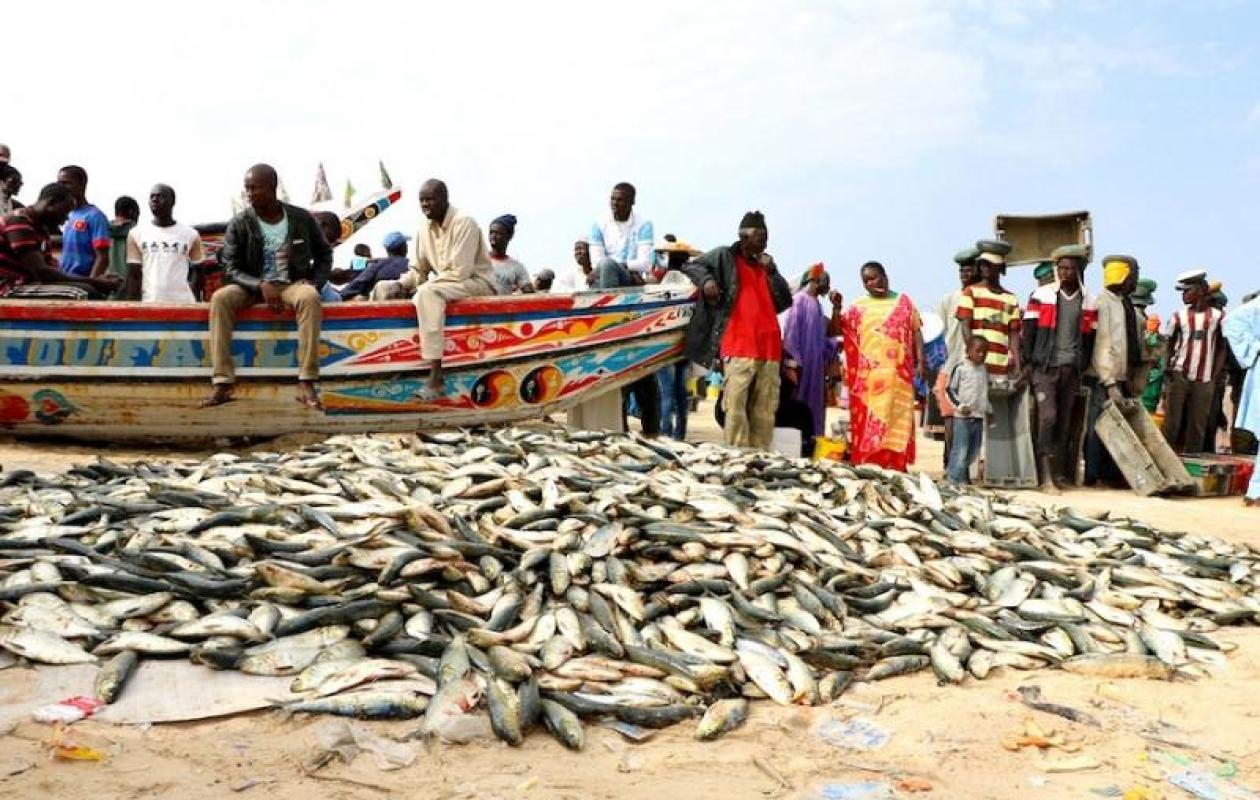 Cayar : Plaidoyer pour la sécurisation des métiers de la pêche dans un contexte de crise