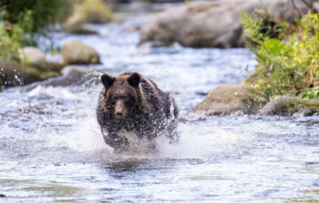 Canada : Un ours attaque un groupe d’écoliers, onze blessés dont quatre graves
