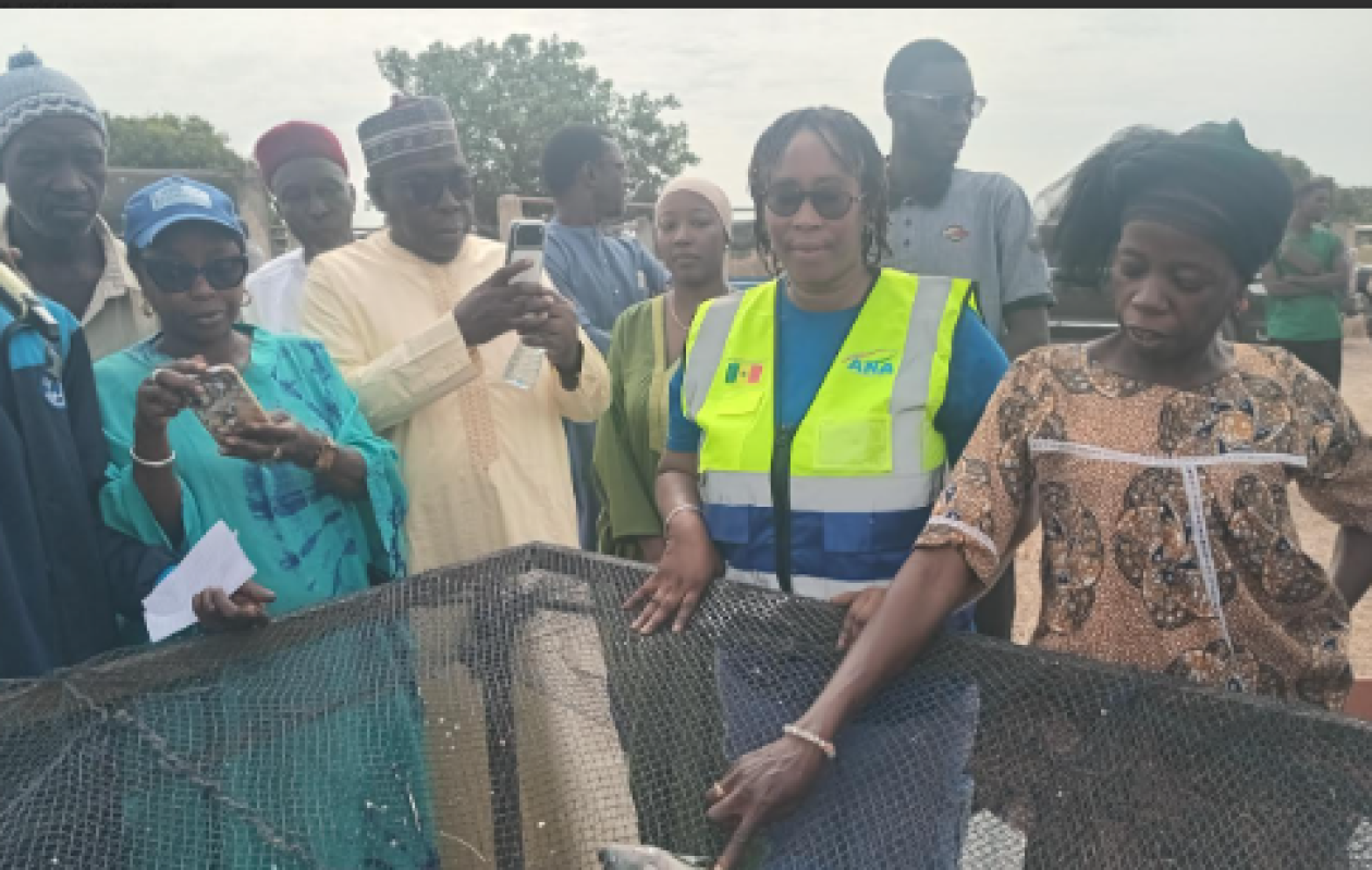 Récolte de poissons à Minawara : Une avancée majeure pour la filière aquacole à Kaffrine