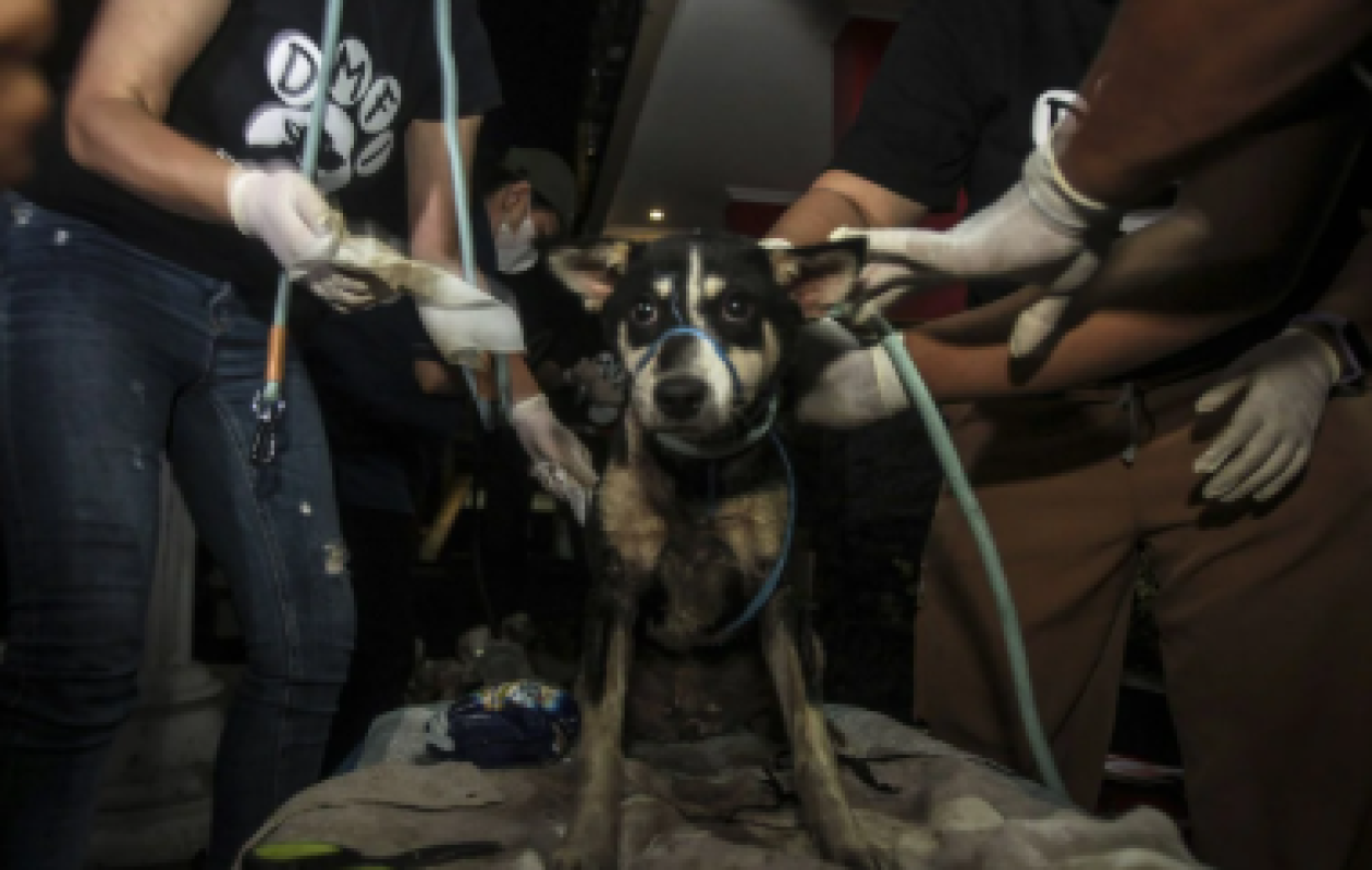 Indonésie : Manger du chien, de chat ou de la chauve-souris est désormais interdit dans la capitale Jakarta