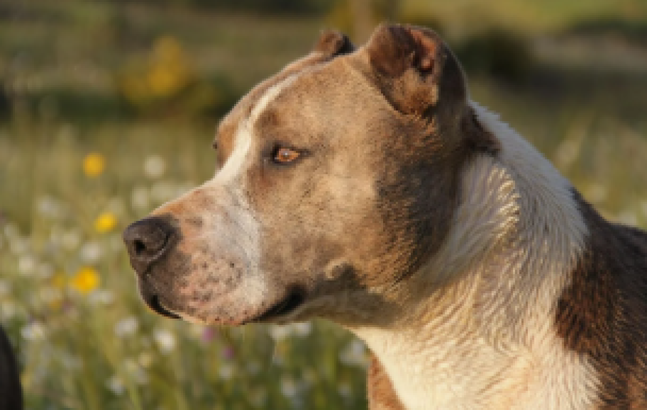 Trois pitbulls attaquent leur pet-sitter, une étudiante de 23 ans, et la tuent