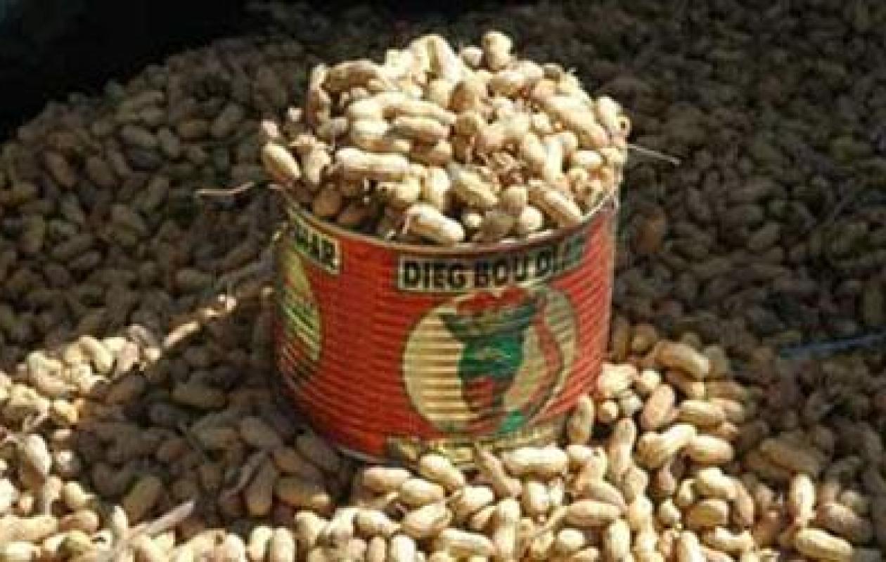 Des organisations paysannes de Kaffrine contestent la méthode d’annonce du prix du kilogramme d'arachide