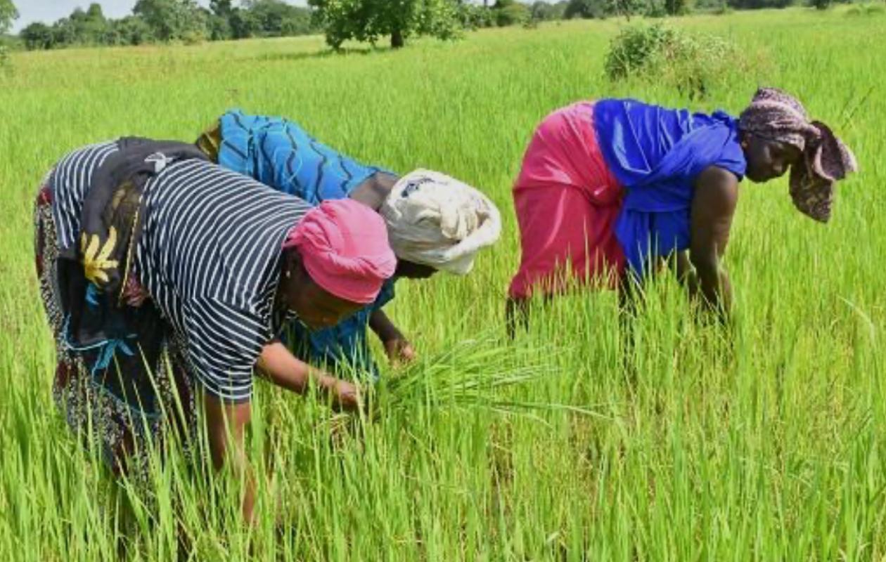 De l’aide aux intrants à la résilience rurale : repenser les subventions agricoles