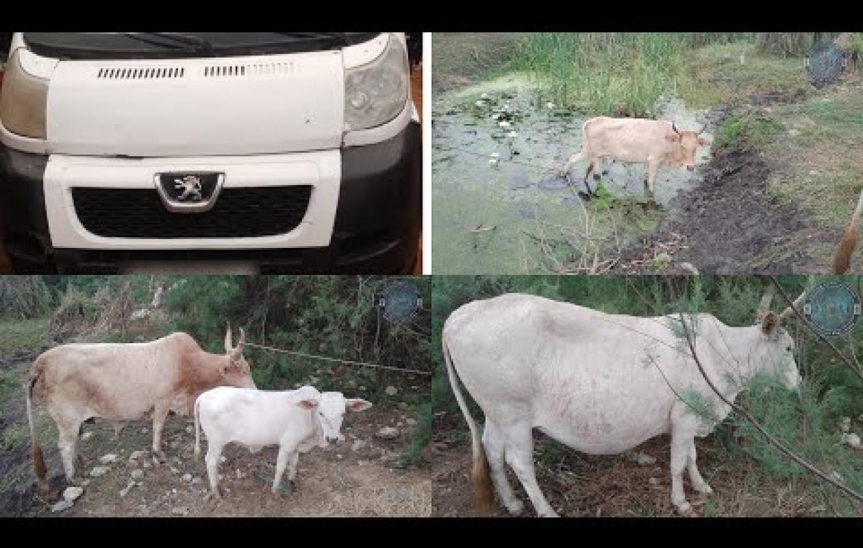 Lutte Contre le Vol de Bétail : Un suspect arrêté par la gendarmerie de Bambilor avec 8 vaches volées