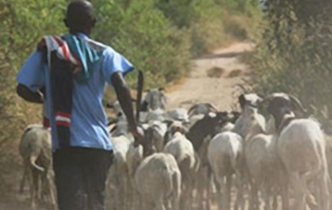 NGOUDIANE : L'apprenti chauffeur, M. Thiaw, achète des moutons volés, les garde en brousse et les retrouvent chez le chef du village