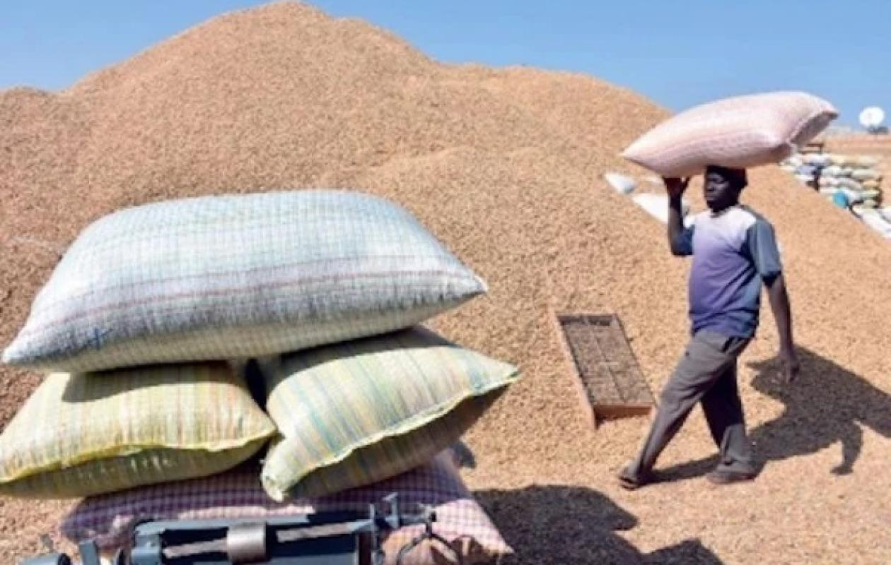 Campagne arachidière : Mamadou Aliou Diallo Appelle à l’optimisme et au dialogue pour soutenir les producteurs