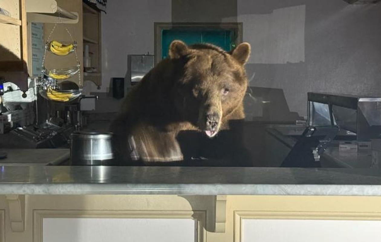 Californie : un ours de 250kg a élu domicile dans une maison depuis 10 jours (vidéo)