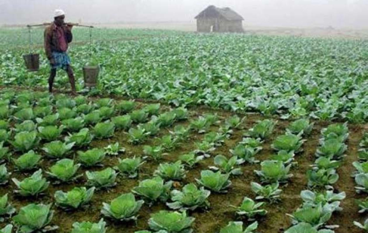 Filière chou : Mévente et concurrence étrangère, les maraîchers des Niayes interpellent le Gouvernement
