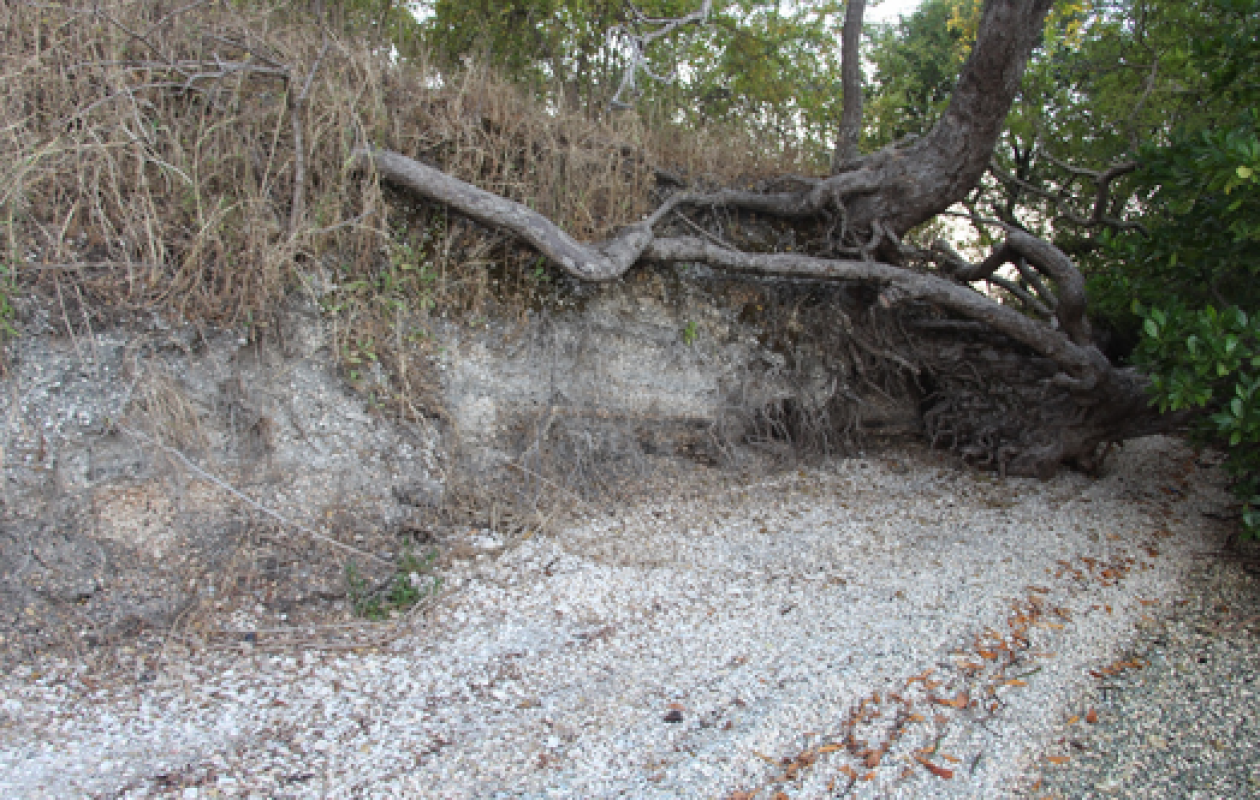 Alerte sur les amas coquilliers du Delta du Saloum