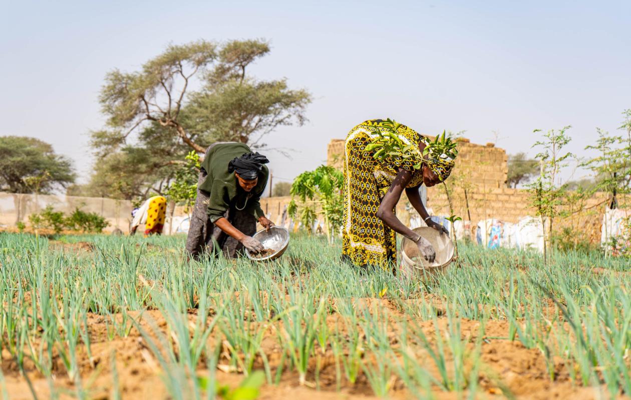 Sénégal rural : l’équilibre fragile des exploitations familiales