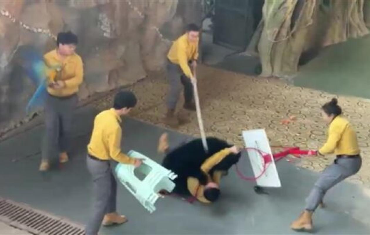 Chine : Un ours attaque son dresseur sous les yeux des visiteurs, dans un zoo