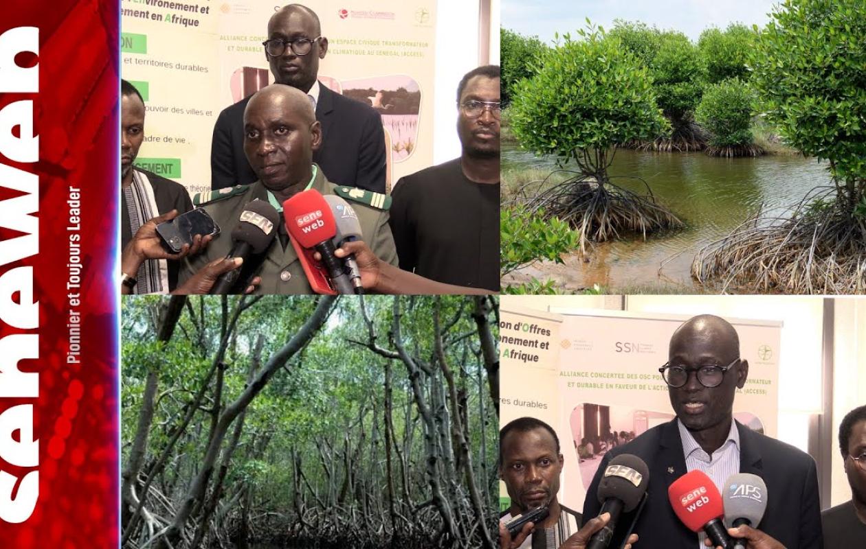 RESTAURATION DE L'ÉCOSYSTÈME MANGROVE  : Les importants résultats du projet ACCESS en 12 mois