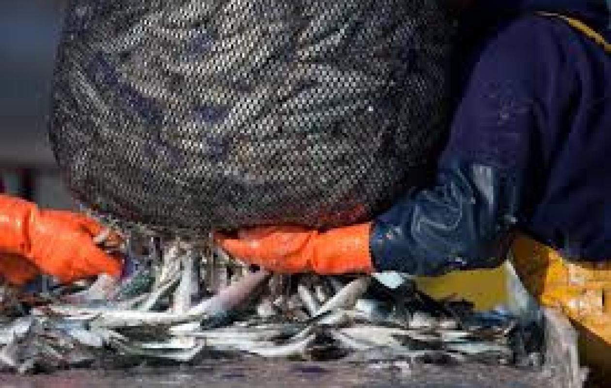 Surpêche et la pêche INN : Les impacts sur la biodiversité et la sécurité alimentaire