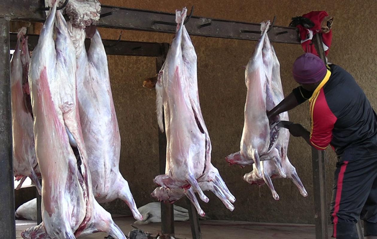 Tribunal de Mbour : Un boucher condamné à six de prison pour le vol de 14 moutons et abattage clandestin