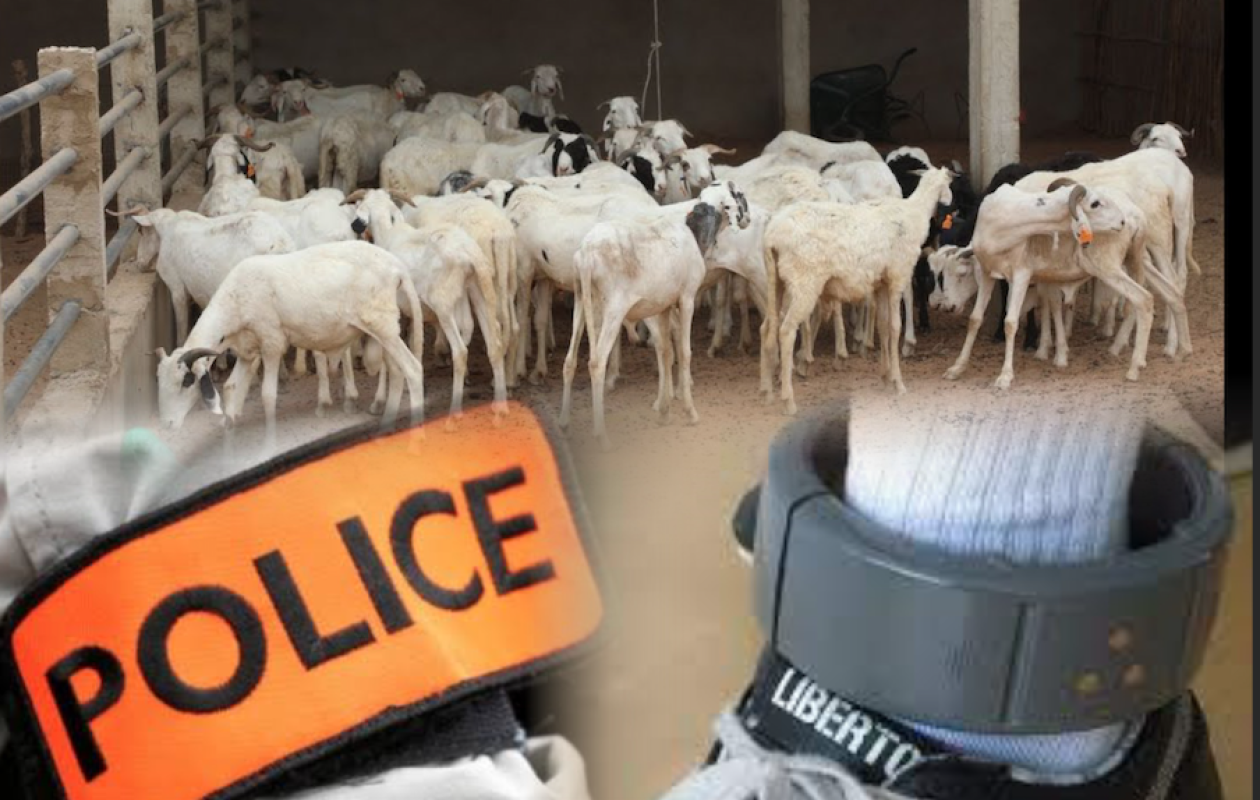 Mbacké : La police saisit 23 moutons volés, le cerveau du gang portait un bracelet électronique défectueux