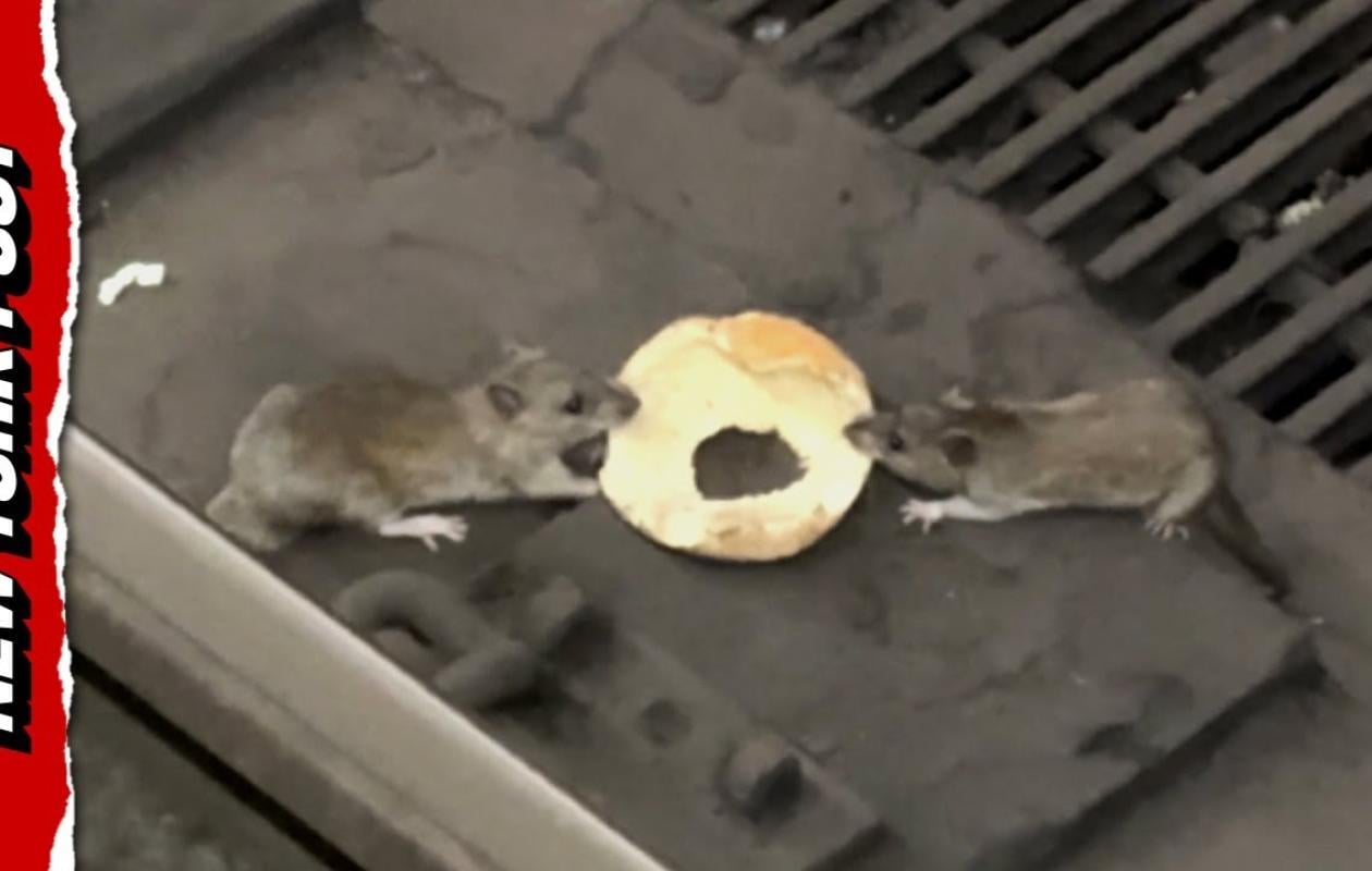 Etats-Unis : deux rats se battent pour un bagel dans le métro de New York, la vidéo devient virale