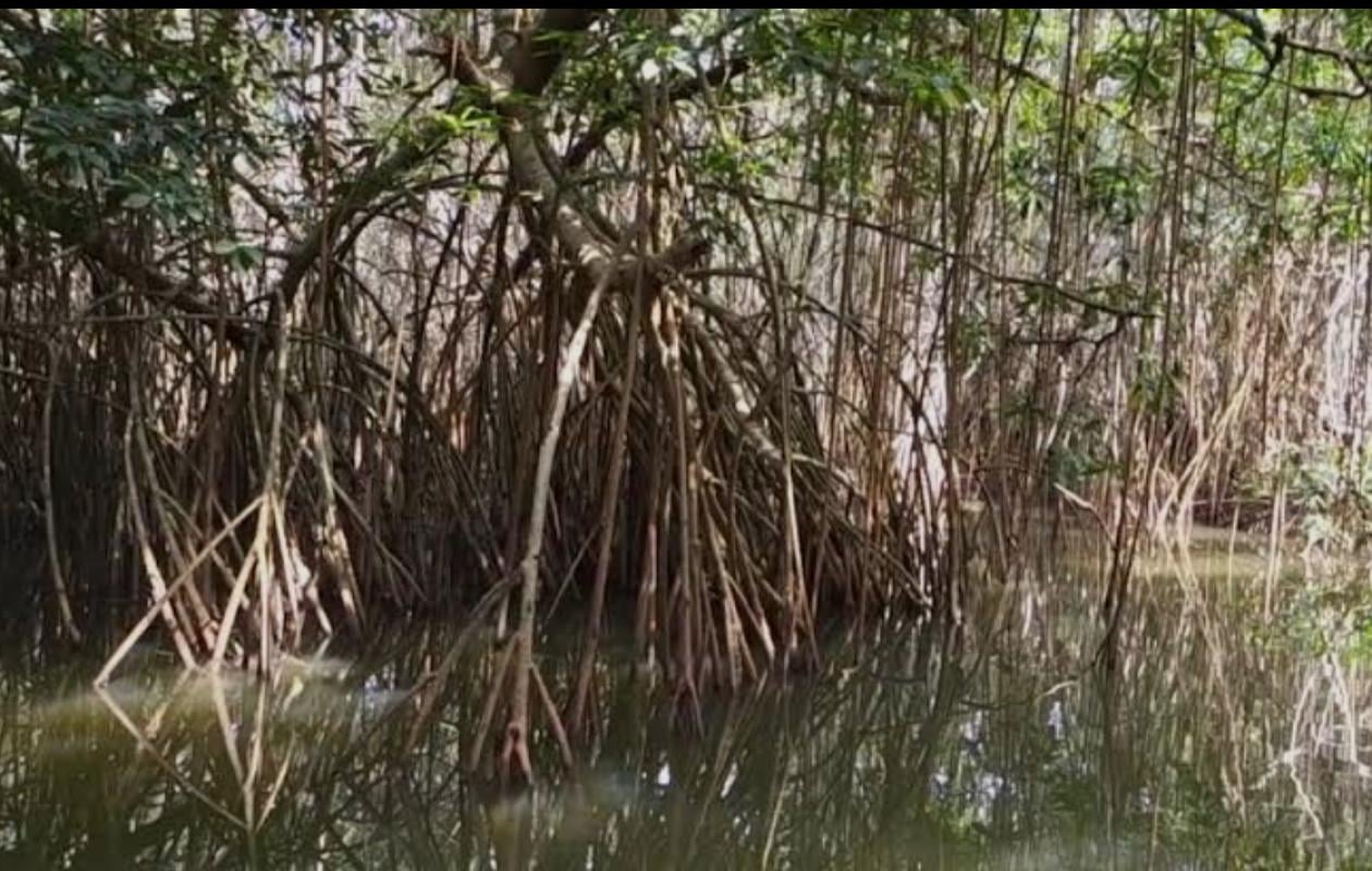 Les mangroves de l'Afrique de l'Ouest menacées par la déforestation, la pollution et les changements climatiques : Les experts en quête de solutions
