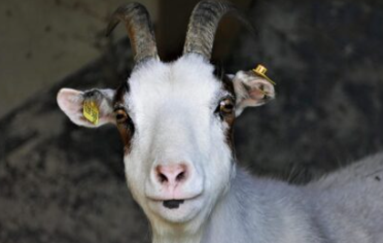 Gambie : 36 chèvres sont mortes dans une épidémie de PPR