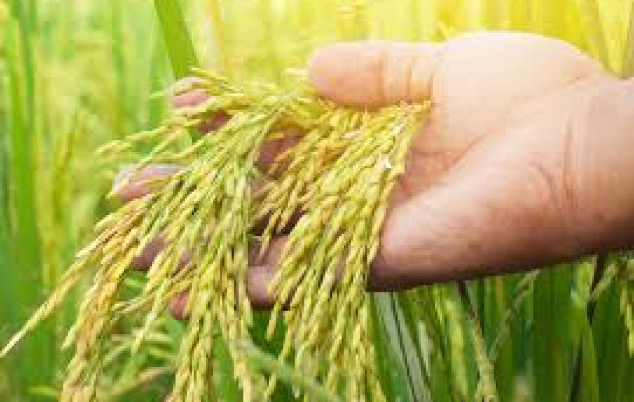 3 300 ha de riz de contre-saison chaude : Les riziculteurs de Matam prêts à relever le défi de la sécurité alimentaire