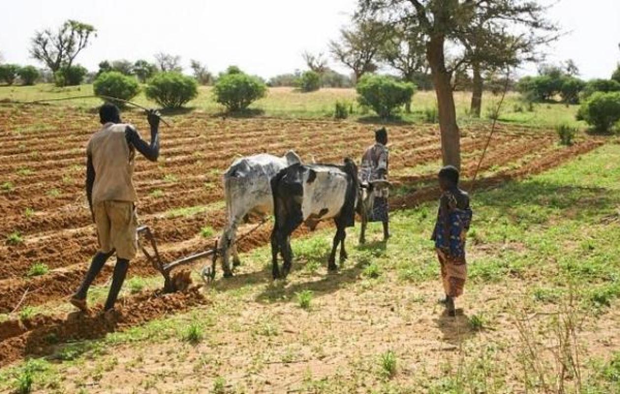 Sécheresses prolongées, saison des pluies courtes, canicules : De jeunes agriculteurs face aux défis des aléas climatiques