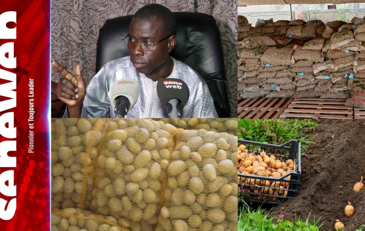Thiès : Saisie de plus d’une tonne de semences de pommes de terre impropres et détournées