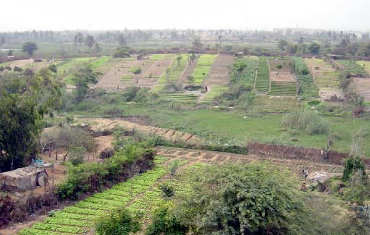 Dégradation de la zone des Niayes : Les Organisations paysannes pointent du doigt l'effet du changement climatique et de l'urbanisation