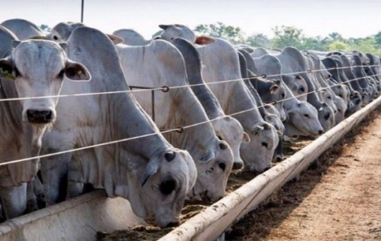 Réception des 1050 bovins en provenance du Brésil : L'État se fixe un objectif de 150 000 têtes