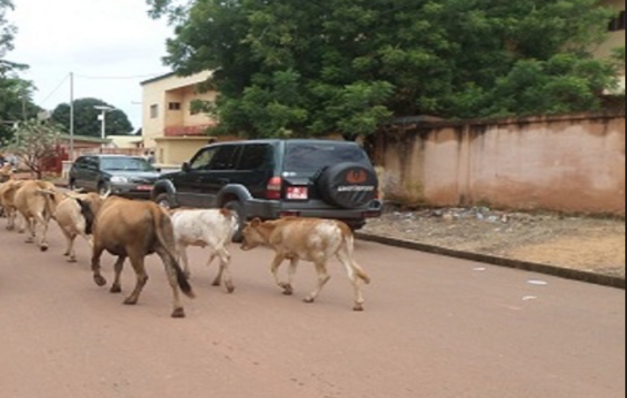 Insécurité routière sur l'axe Sédhiou-Kolda : Le péril de la divagation animale