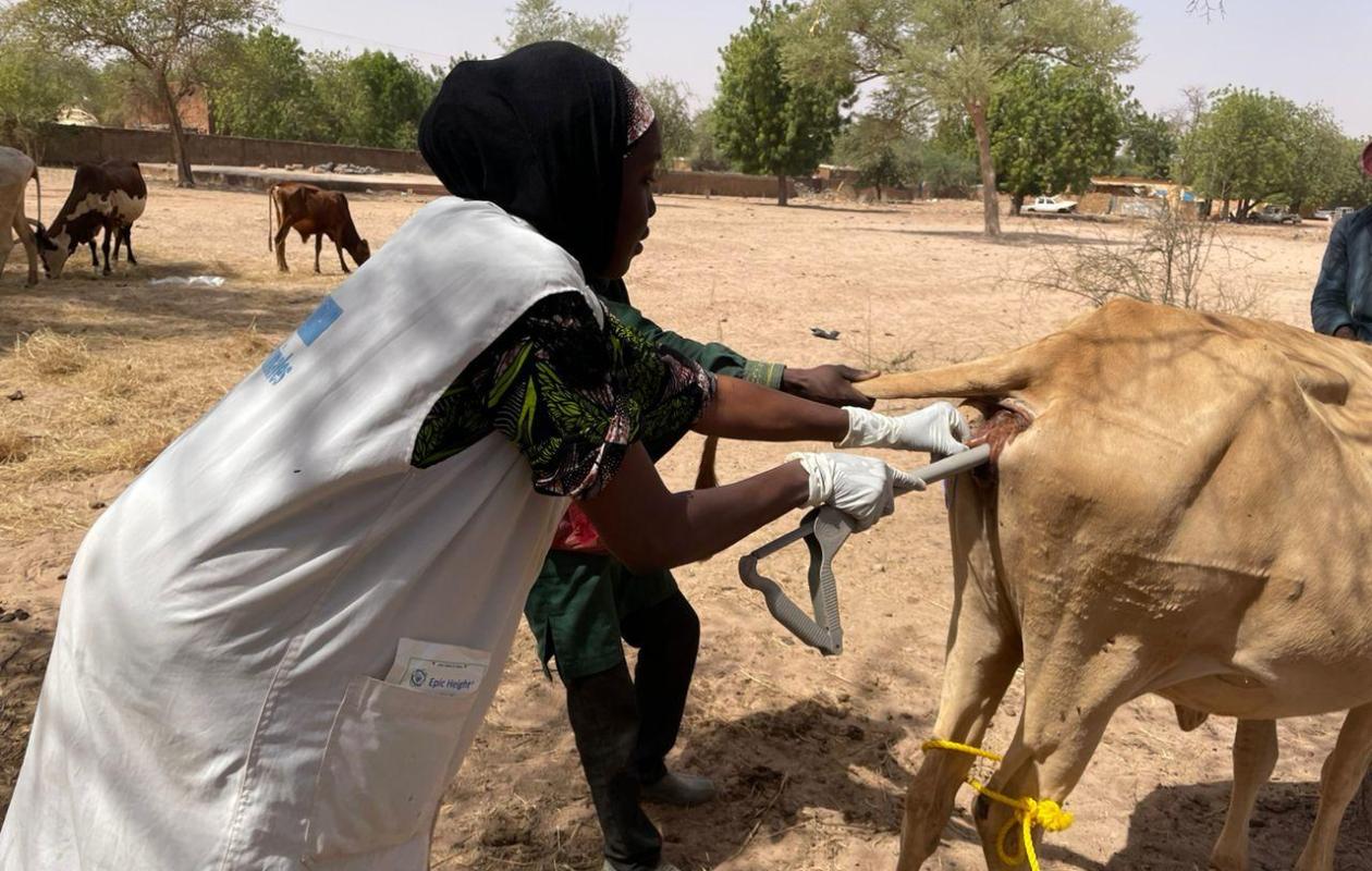 Élevage : Ndiaganiao intègre le Programme national d’amélioration des races bovines