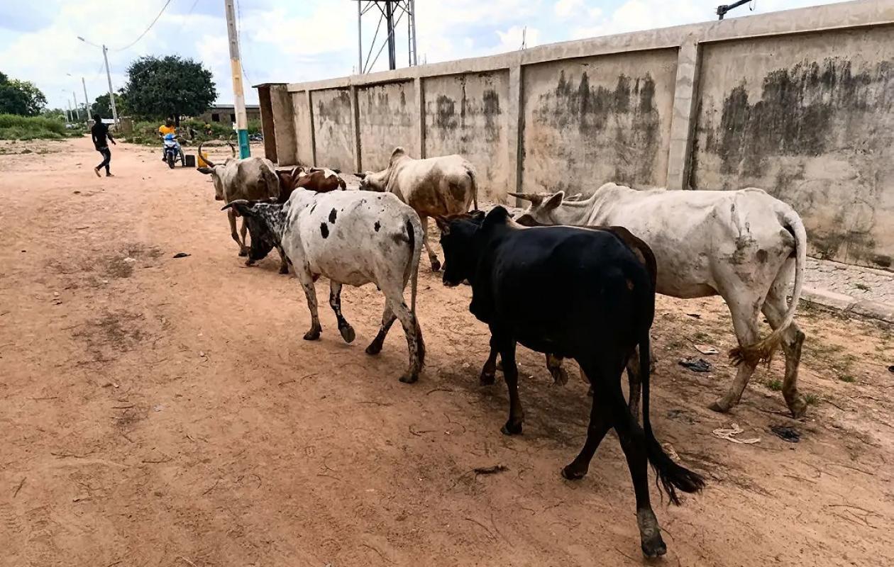 Goudomp : Le cri de détresse des éleveurs face à l’insécurité