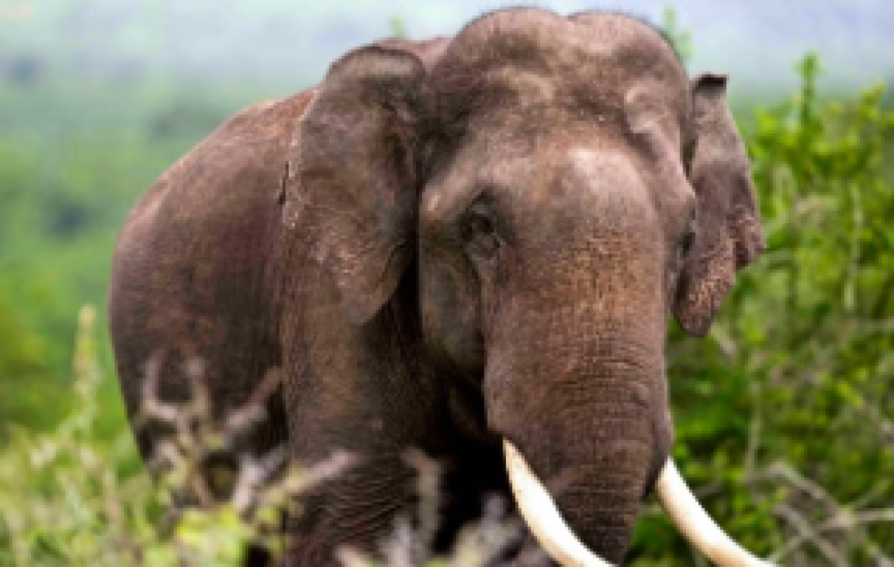 Un éléphant solitaire sème la terreur: au moins 20 tués