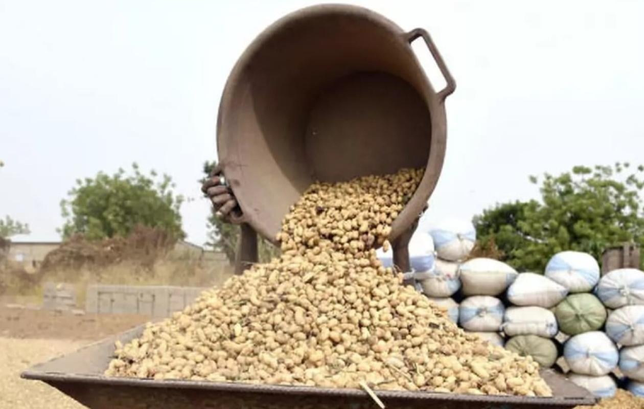 Campagne arachidière : Le Gouvernement annonce l’Ouverture officielle des exportations