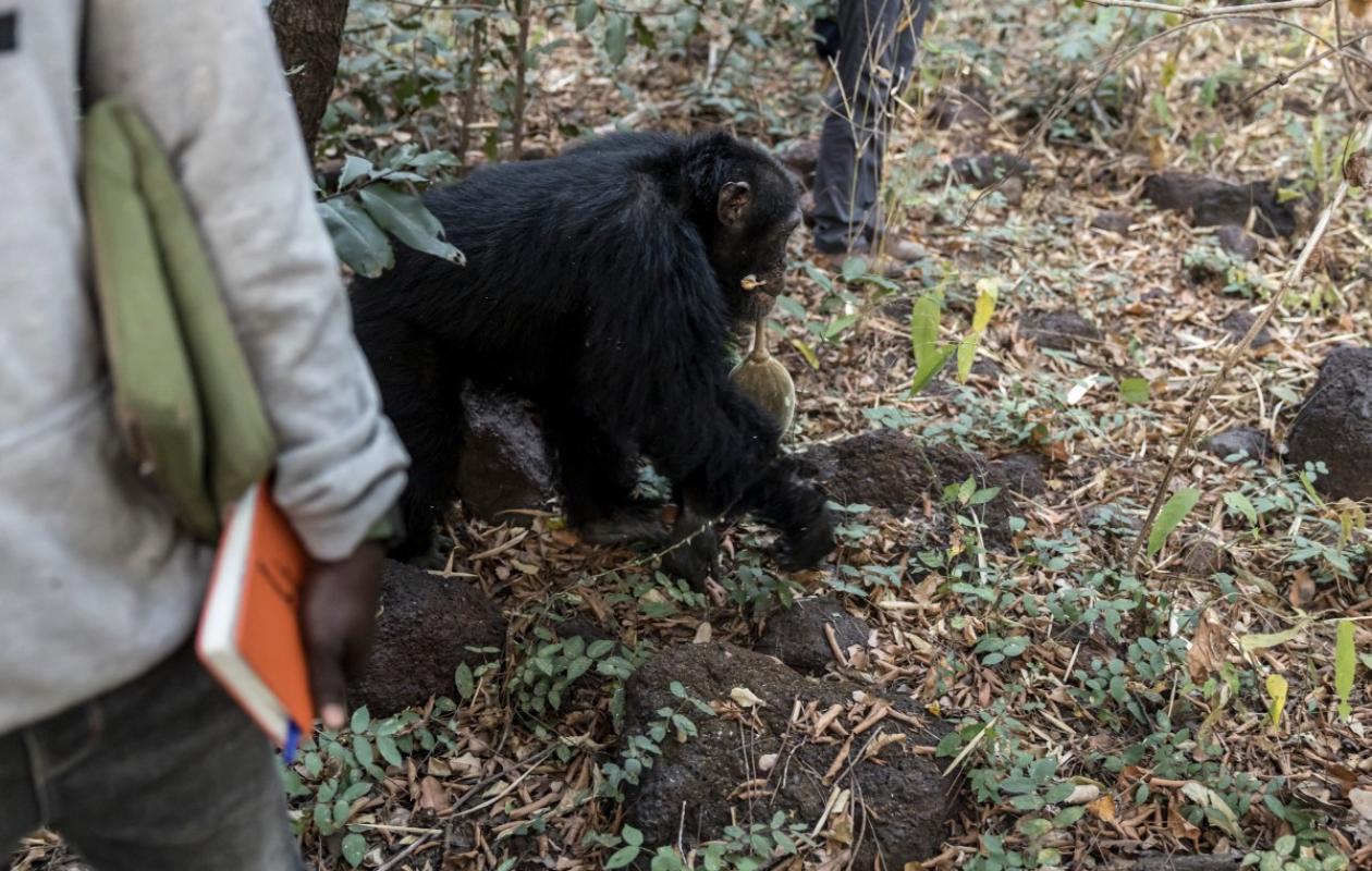 Kedougou : étudier les chimpanzés, loin du danger des mines d'or